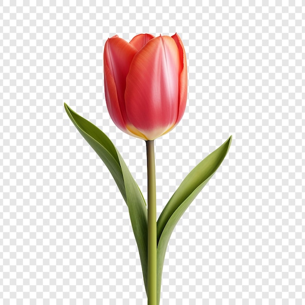 PSD gratuito la flor de tulipán png aislada en un fondo transparente