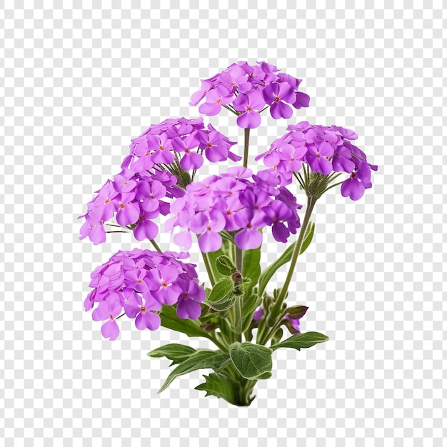 Flor de verbena aislada sobre fondo transparente