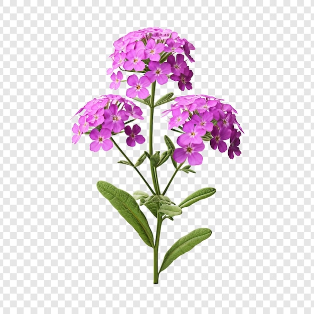 Flor de verbena aislada sobre fondo transparente