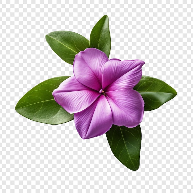 PSD gratuito flor de verbena png aislada en un fondo transparente