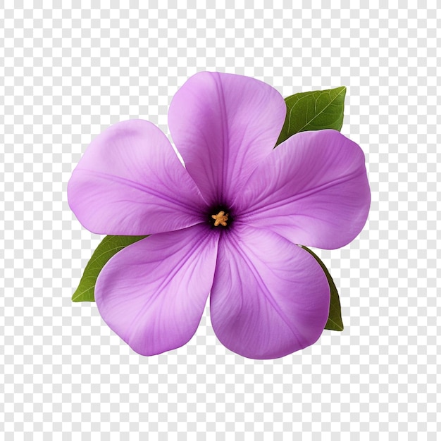 Flor de vinca aislada sobre fondo transparente