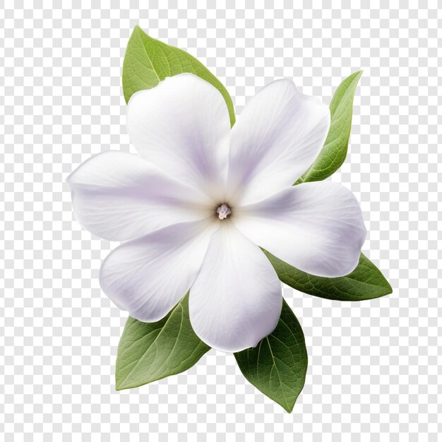 Flor de vinca aislada sobre un fondo transparente