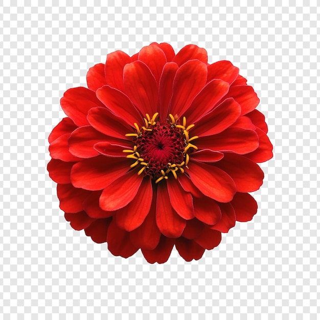 La flor de la zinnia roja vibrante