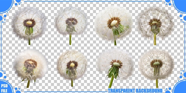 Flores de diente de león aisladas sobre un fondo transparente