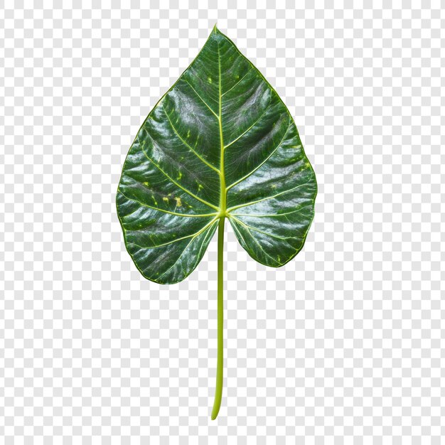 El follaje tropical en forma de corazón de una sola hoja verde