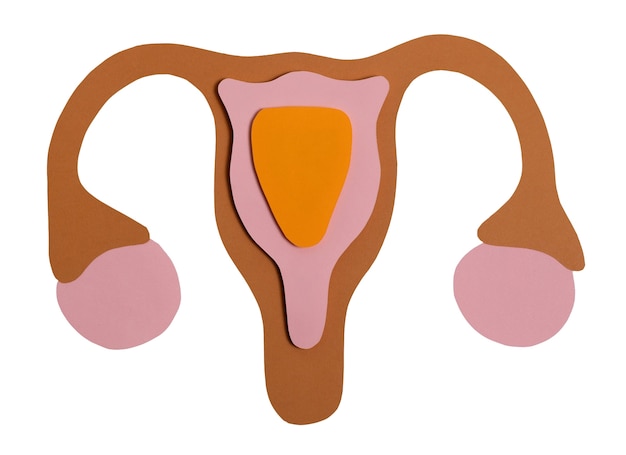 PSD gratuito forma de los ovarios y el útero aislados