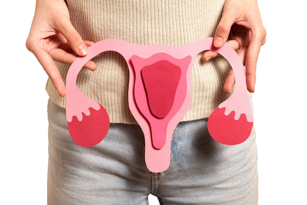 Forma de los ovarios y el útero aislados