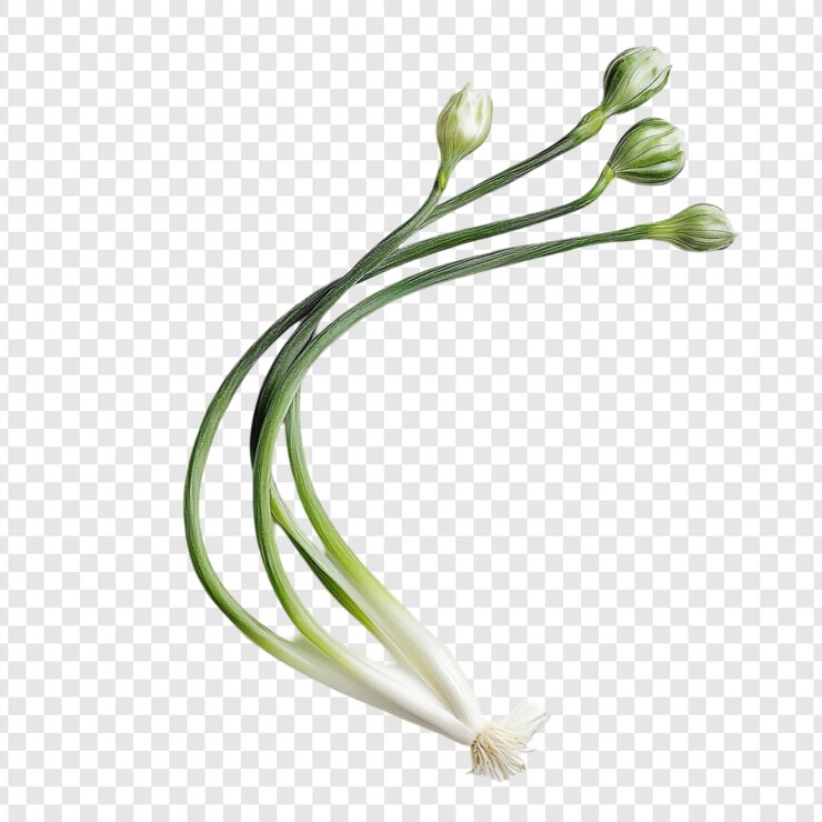 PSD Gratis fresh green onions culinary delights spring onions vibrant vegetable healthy food cooking ingredient