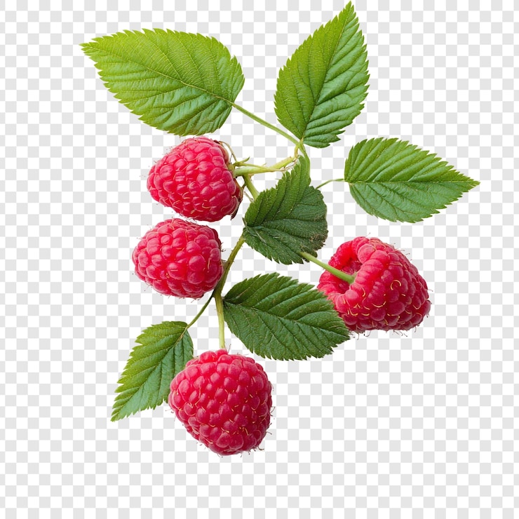 PSD Gratis fresh raspberries on the branch with green leaves
