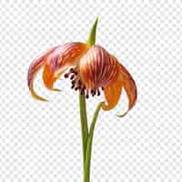 Gratis PSD fritillaria bloem geïsoleerd op doorzichtige achtergrond