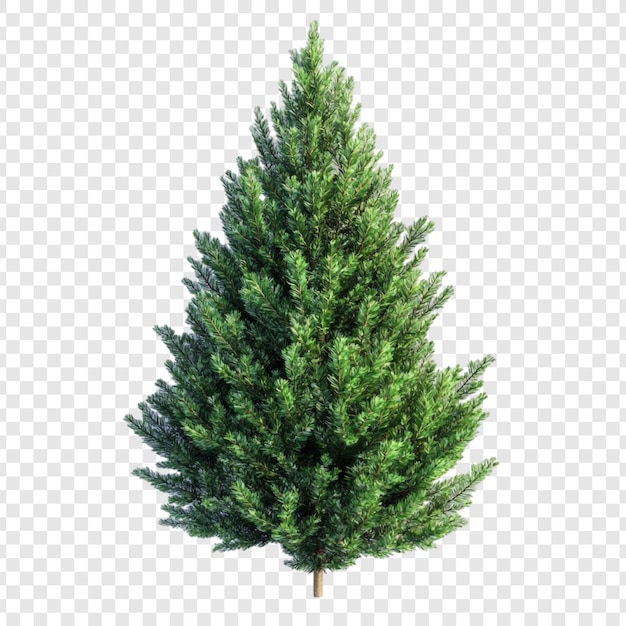 El frondoso árbol de coníferas de hoja perenne aislado sobre un fondo transparente