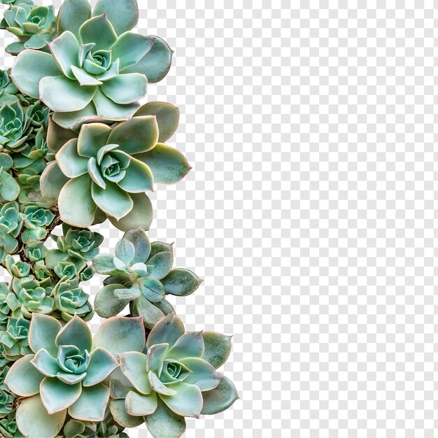 Frontera suculenta Una colección de Echeveria y otras suculentas
