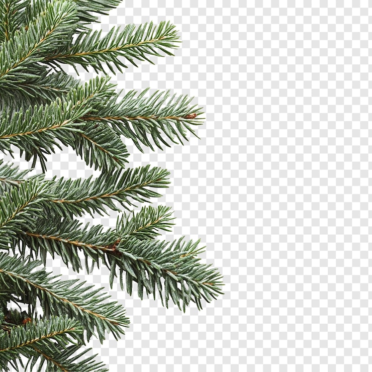 PSD Gratis frosted evergreen branch a winter wonderland detail