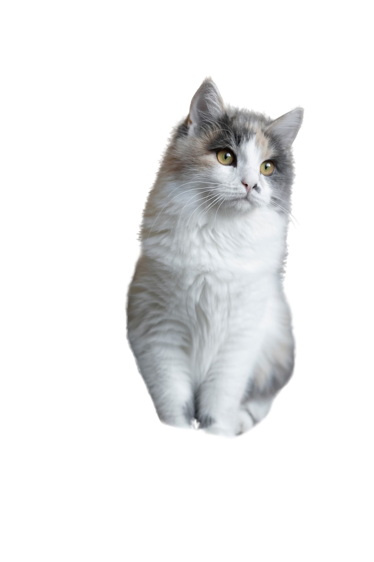 PSD gratuito gato aislado sobre fondo blanco.