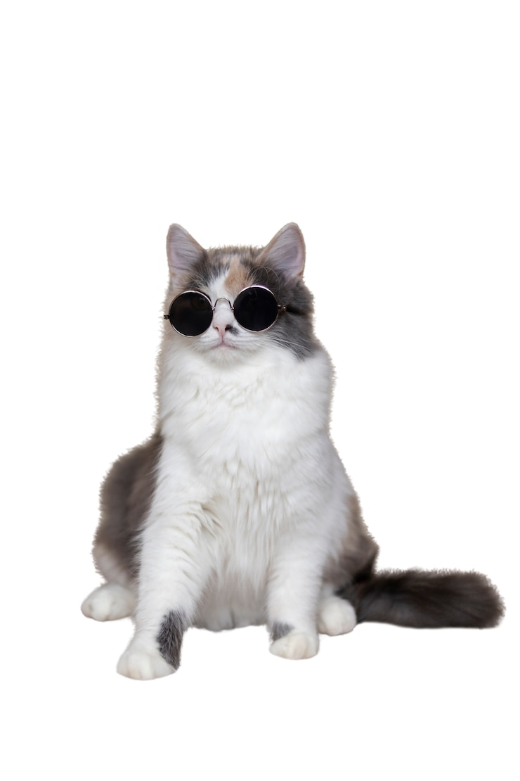 PSD gratuito gatto isolato su priorità bassa bianca