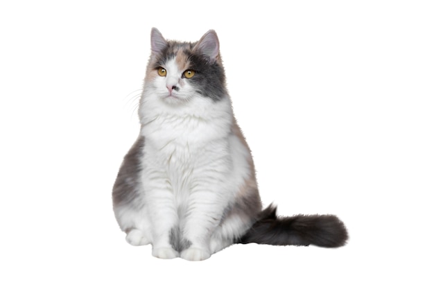 Gatto isolato su sfondo bianco
