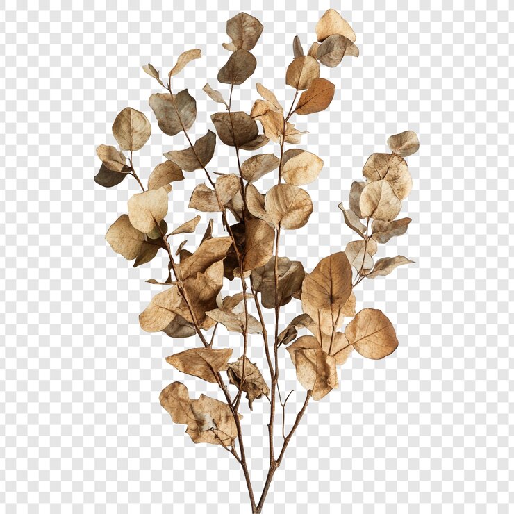 Gratis PSD gedroogde eucalyptus takken herfst elegantie