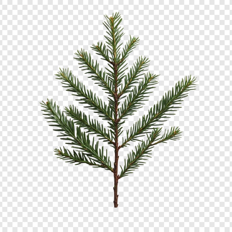 Gratis PSD geïsoleerde evergreen-tak