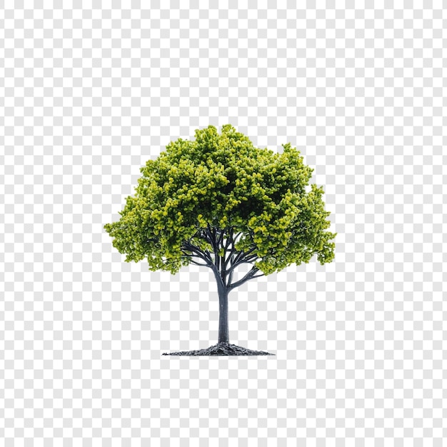 Geïsoleerde weelderige groene boom voorjaarsbladeren Natuurfotografie