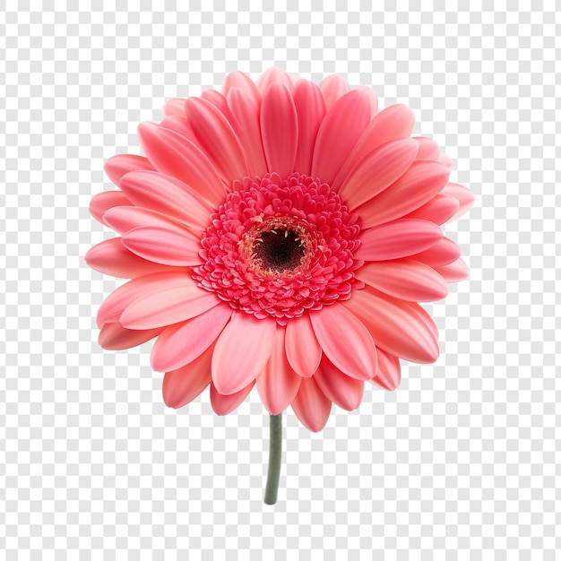 Gratis PSD gerbera daisy bloem png geïsoleerd op transparante achtergrond