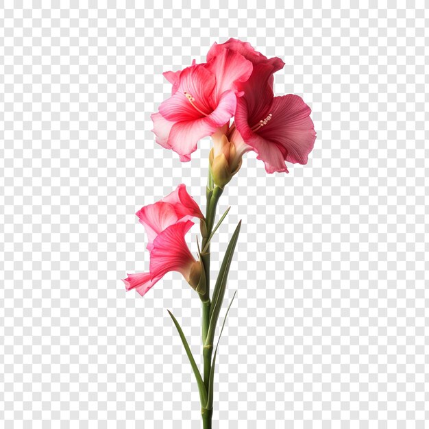 Gladiolus bloem png geïsoleerd op transparante achtergrond