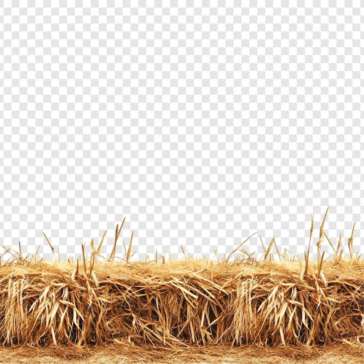 PSD gratuito golden hay bale border rustic autumn harvest (raccolta d'autunno di fieno dorato)