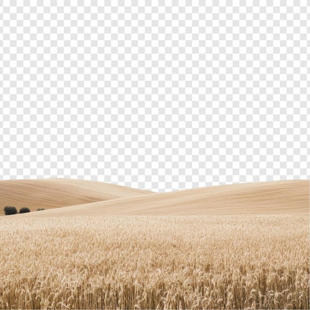 Gouden tarweveld glooiende heuvels landschap idyllisch zomerlandschap plattelandslandbouw landbouw oogstseizoen natuur achtergrond