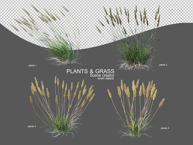Grassen in verschillende maten en soorten