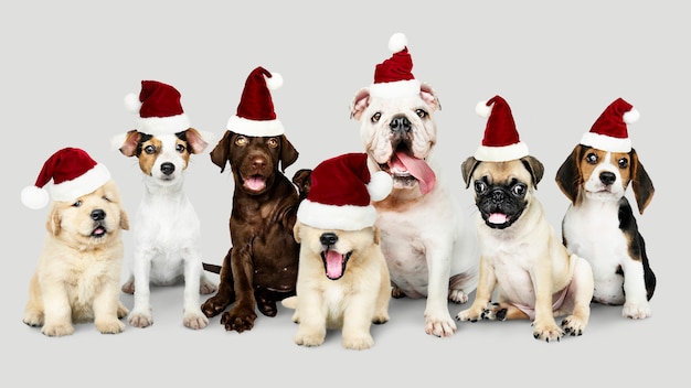 Groep puppy die Kerstmishoeden dragen om Kerstmis te vieren