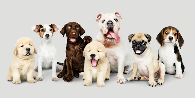 Gratis PSD groepsportret van schattige puppy's