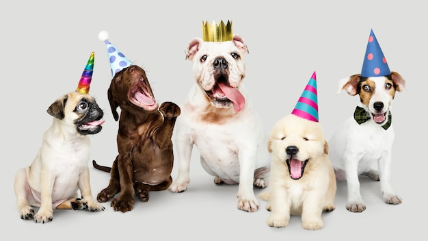 Grupo de cachorros celebrando año nuevo juntos