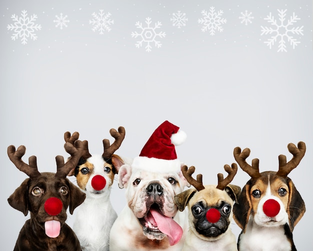 PSD gratuito grupo de cachorros disfrazados de navidad para celebrar la navidad.