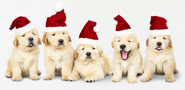 Grupo de cinco golden retriever con sombreros de santa