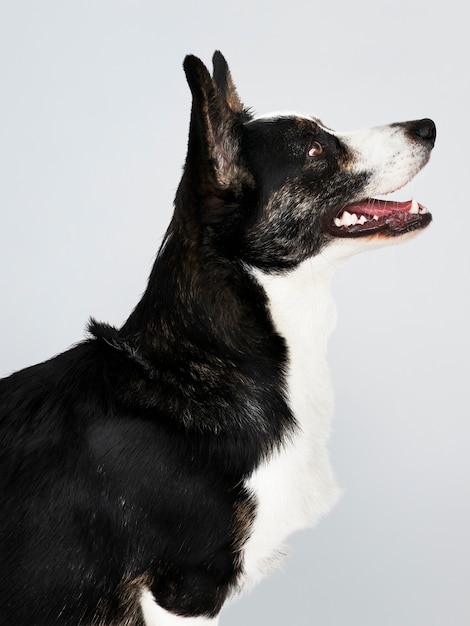 Happy Cardigan Welsh Corgi cane