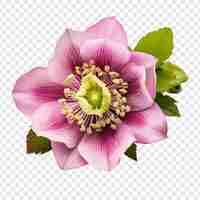 Gratis PSD helleborus bloem png geïsoleerd op transparante achtergrond