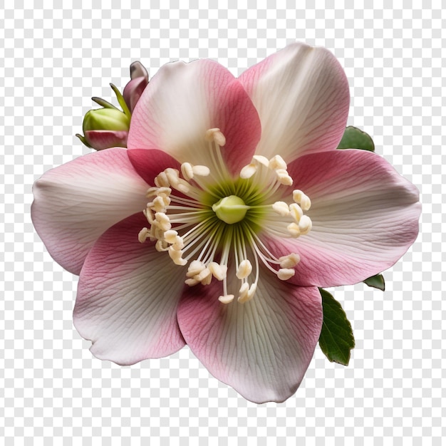 Gratis PSD helleborus bloem png geïsoleerd op transparante achtergrond