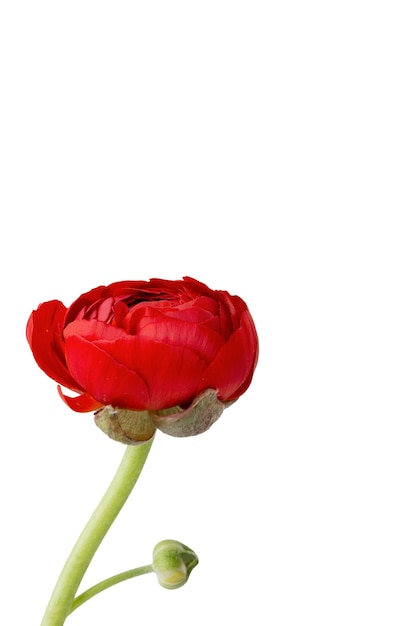 PSD gratuito hermosa flor headshot bodegón
