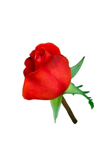Hermosa flor macro naturaleza
