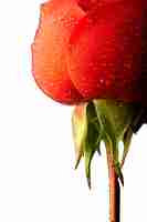 PSD gratuito hermosa flor roja macro naturaleza
