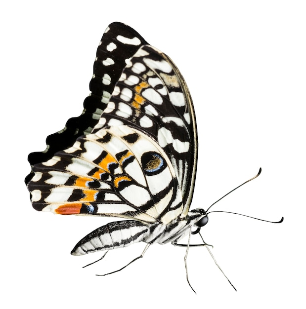 La hermosa mariposa aislada