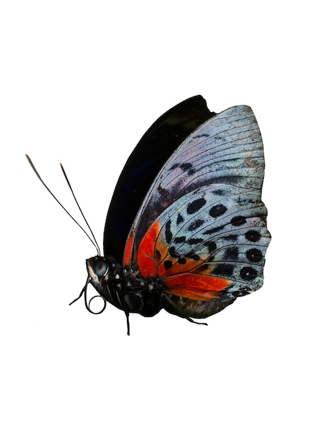 PSD gratuito la hermosa mariposa aislada