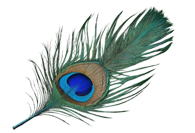 Una hermosa pluma en el estudio.