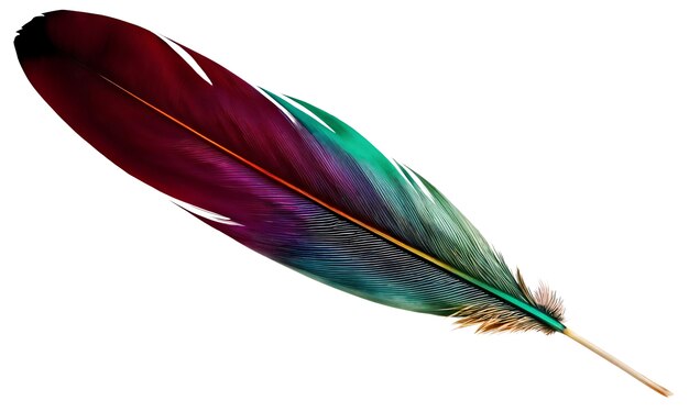 Una hermosa pluma en el estudio.