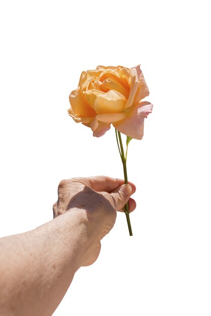 La hermosa rosa aislada