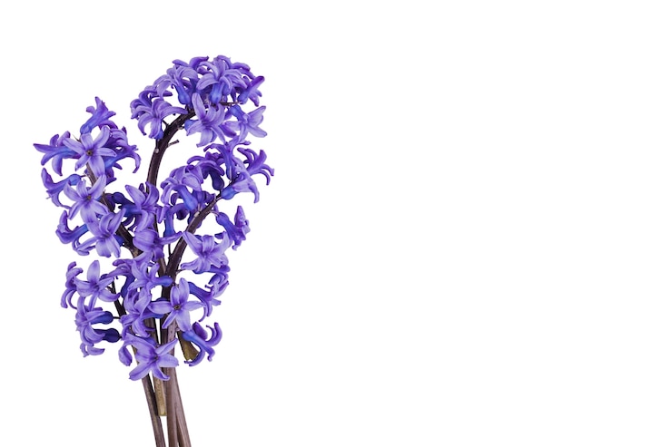 PSD gratuito hermosas flores aisladas