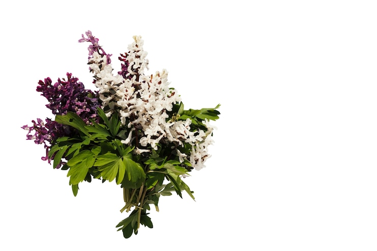 PSD gratuito hermosas flores aisladas