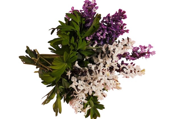 Hermosas flores aisladas