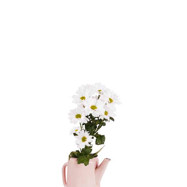 Hermosas flores aisladas