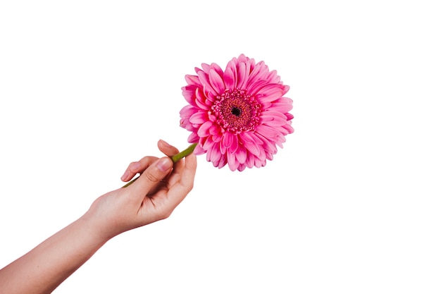 Hermosas flores aisladas