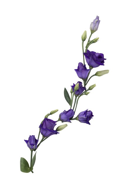 Hermosas rosas de decoración aisladas